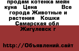 продам котенка мейн-куна › Цена ­ 35 000 - Все города Животные и растения » Кошки   . Самарская обл.,Жигулевск г.